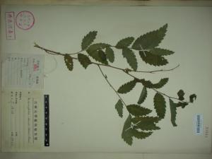 刺榆