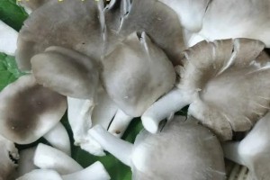 平菇
