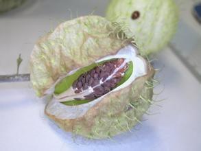 钉头果图册