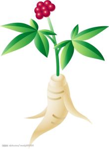 人参都拉植物