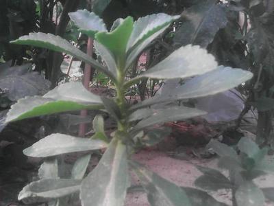 豆瓣还阳图片