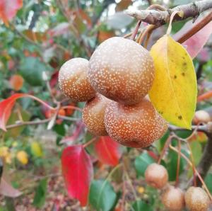 豆梨