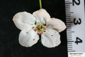 豆梨植物形态精细解剖