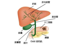 胆汁