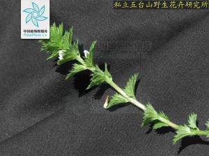 短腺小米草图册