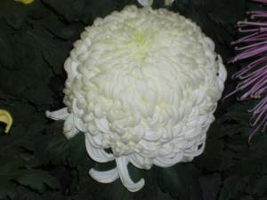 点头菊