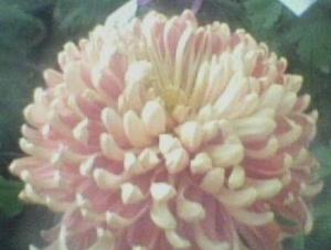 点头菊