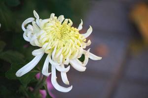 点头菊