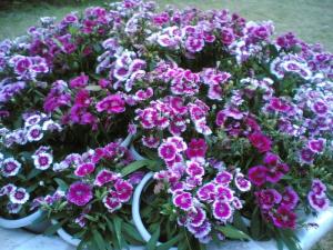 点头菊