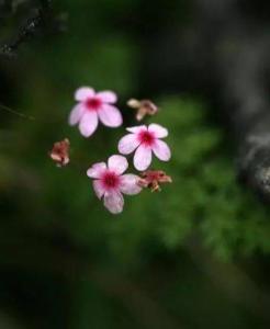 点地梅