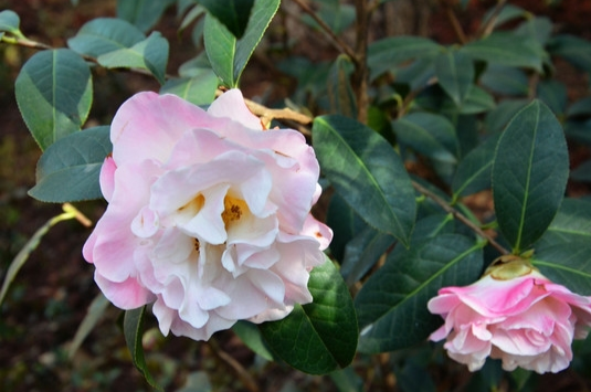 云南山茶花