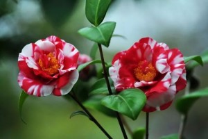 云南山茶花