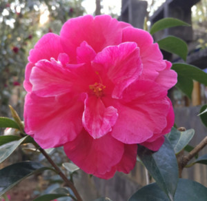 云南山茶花