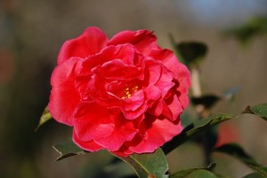 云南山茶花