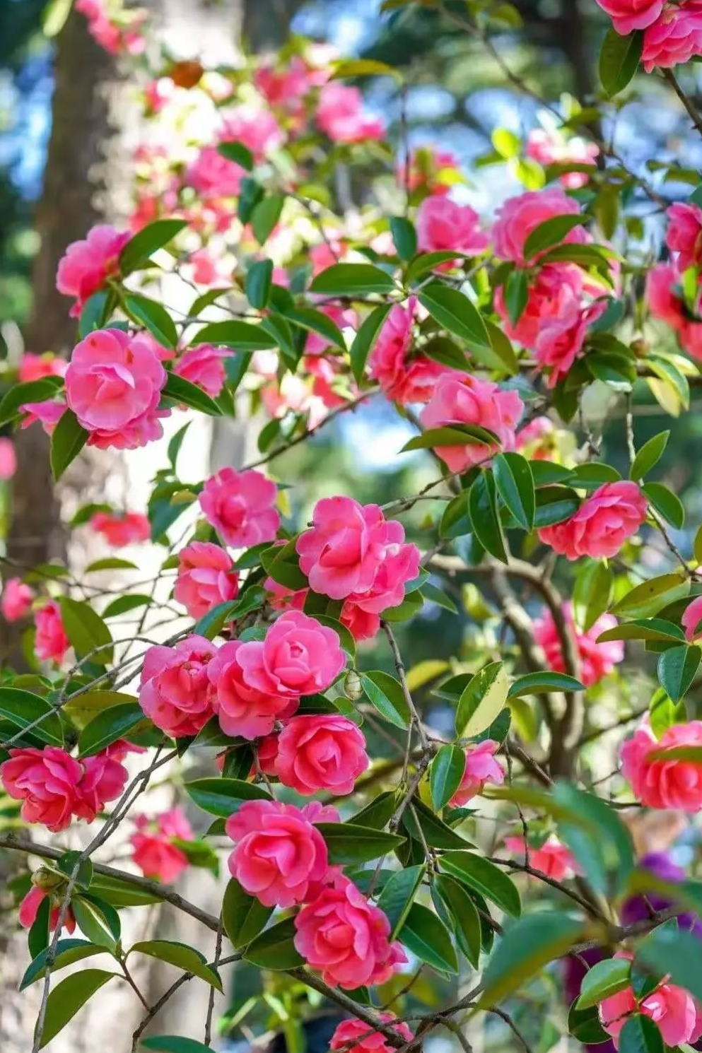 云南山茶花