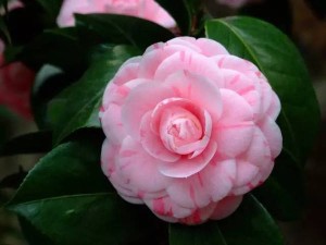 云南山茶花