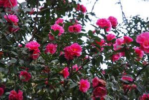 云南山茶花图册