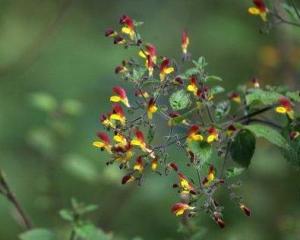 滇南冠唇花