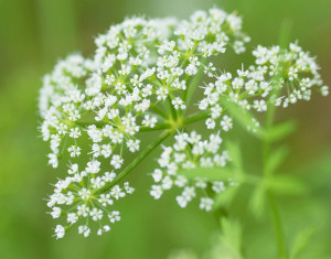 毒芹