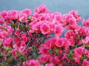 杜鹃花果实图册