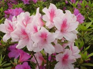 杜鹃花果实图册