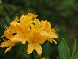 杜鹃花果实图册