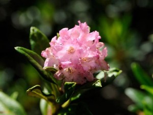 菲日吉妮姆杜鹃