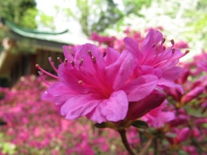 美国玫红石岩杜鹃