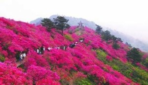 杜鹃花