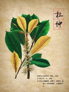 杜仲