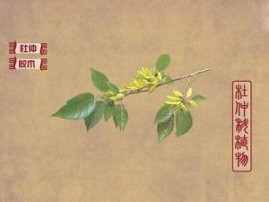 杜仲
