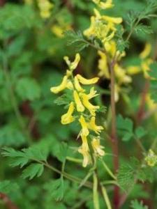 小花黄堇
