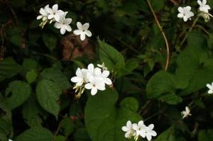 打米花