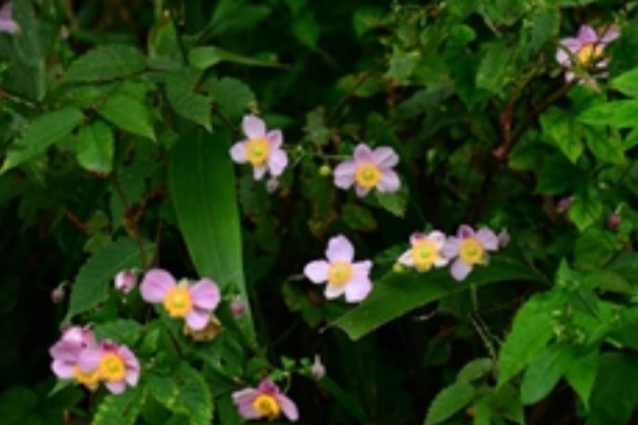打破碗花花