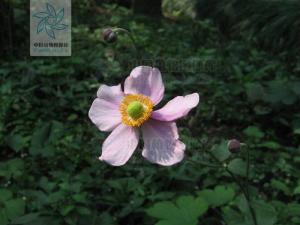 打破碗花花