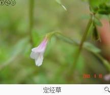 定经草