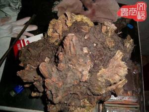 大麻疙瘩图册