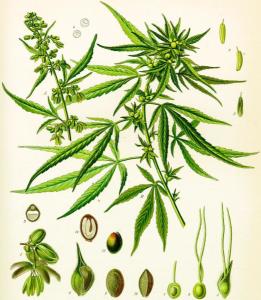 大麻叶佩兰图册