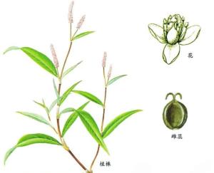 大马蓼的茎叶花和果实