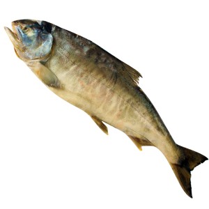 大马哈鱼