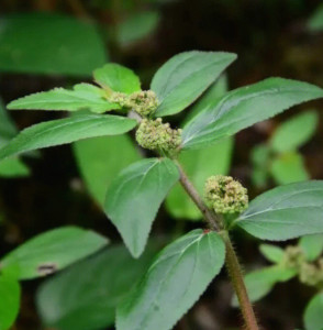 大飞扬草