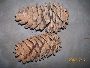 大金牛草图册
