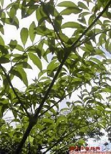 大蛇药
