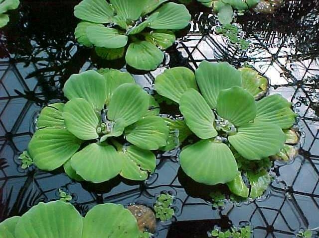 大薸