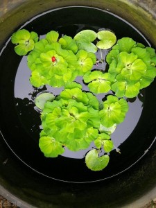 大薸