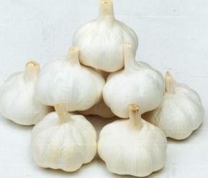 大蒜