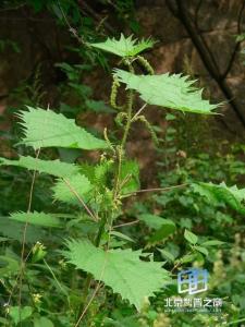 大荃麻