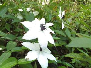 2011年5月摄于浙江西部山区