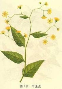 大白顶草