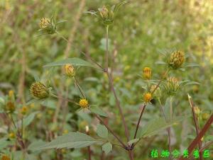大狼把草 bidens frondosa